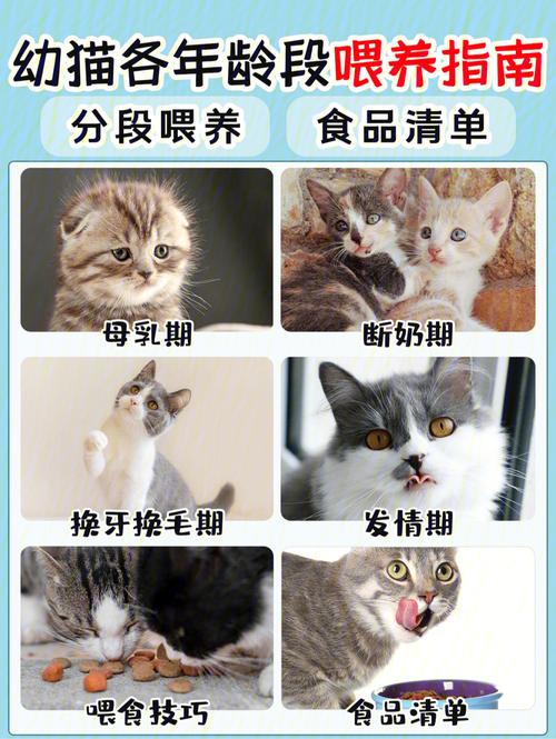 小奶猫喂养方法和注意事项