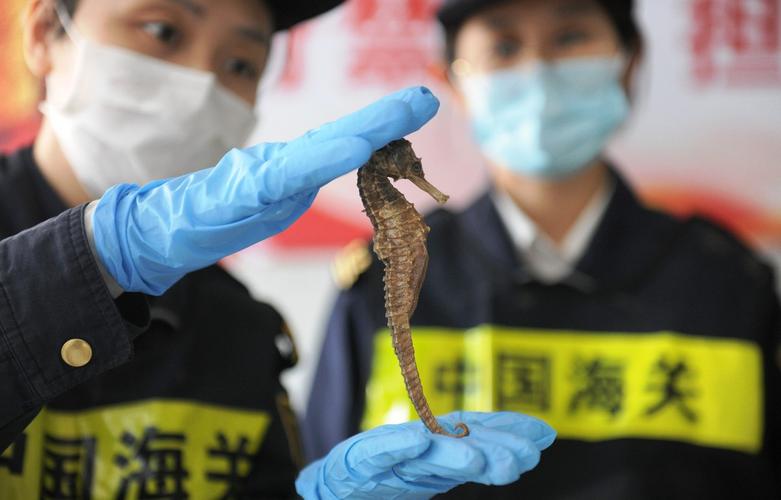 干海马多少钱一斤 野生干海马多少钱一斤