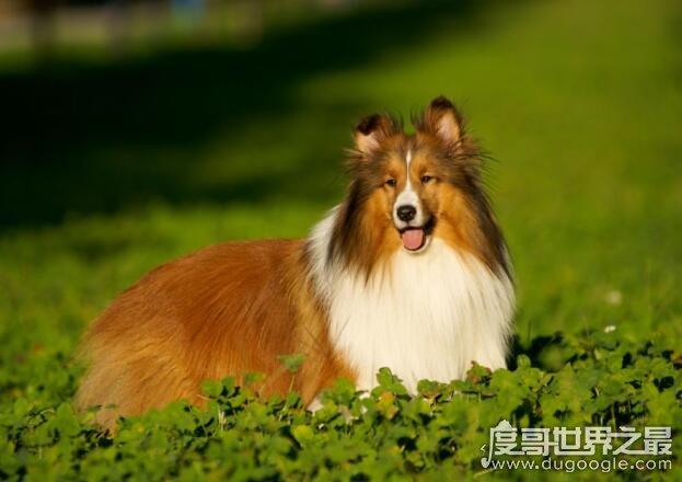 十大聪明犬排名 狗智商排名前十名