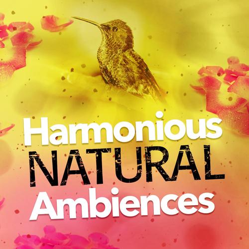 harmonious(harmonious是什么意思)