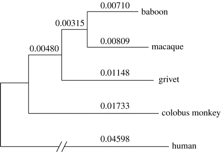 evolutionary(Evolutionary Rate值代表什么)