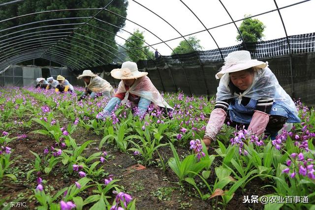 汽车品牌的魅力，选择种植在您的心田