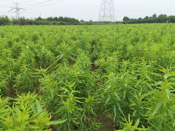 汽车品牌的魅力，选择种植在您的心田