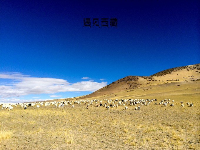 西藏，这片神秘的土地，一直以来都是人们向往的旅游胜地。然而，随着时代的发展，汽车已经成为了人们出行的重要工具。在这个科技日新月异的时代，西藏是否也有了自己的汽车品牌呢？答案是肯定的。在这篇文章中，我们将一起探讨西藏的汽车品牌，以及它们的发展历程和未来展望。