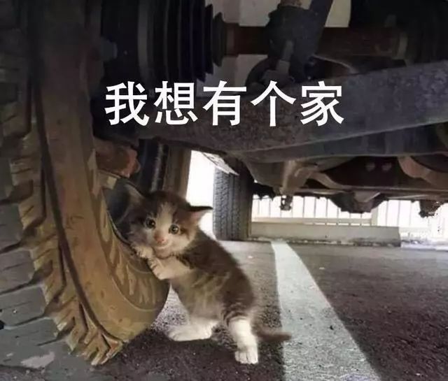 揭秘汽车品牌背后的猫咪们