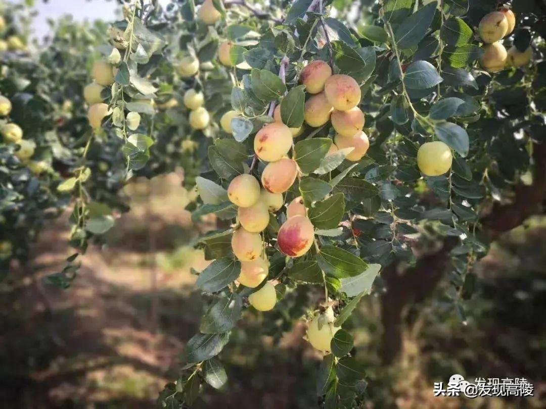 长安汽车专用汽车品牌，传承千年文化，引领未来发展