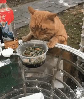 猫爪印记，揭秘那些以猫为灵感的汽车品牌