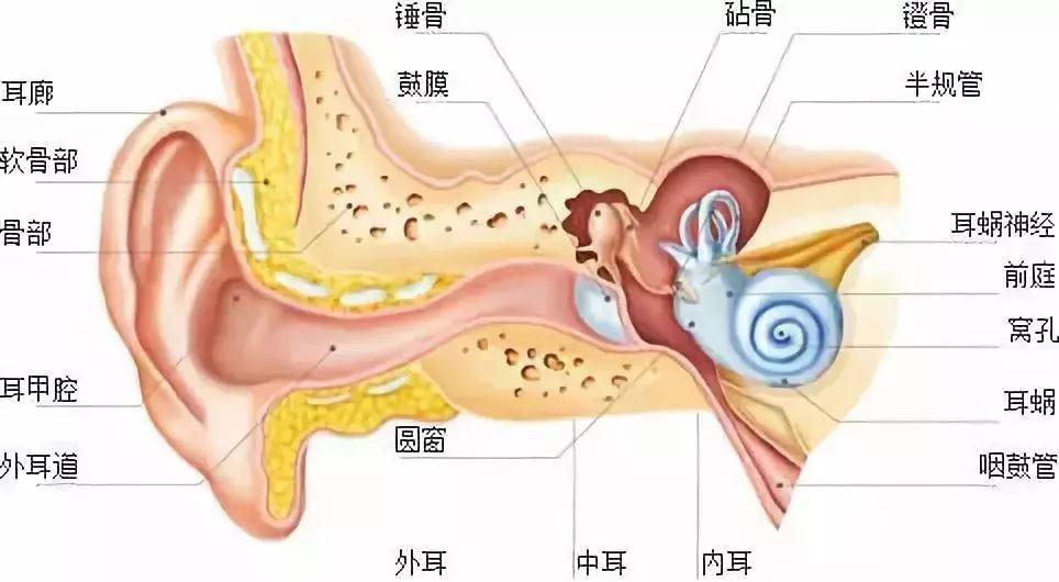 离耳朵近的汽车品牌（离耳朵近的地方疼）