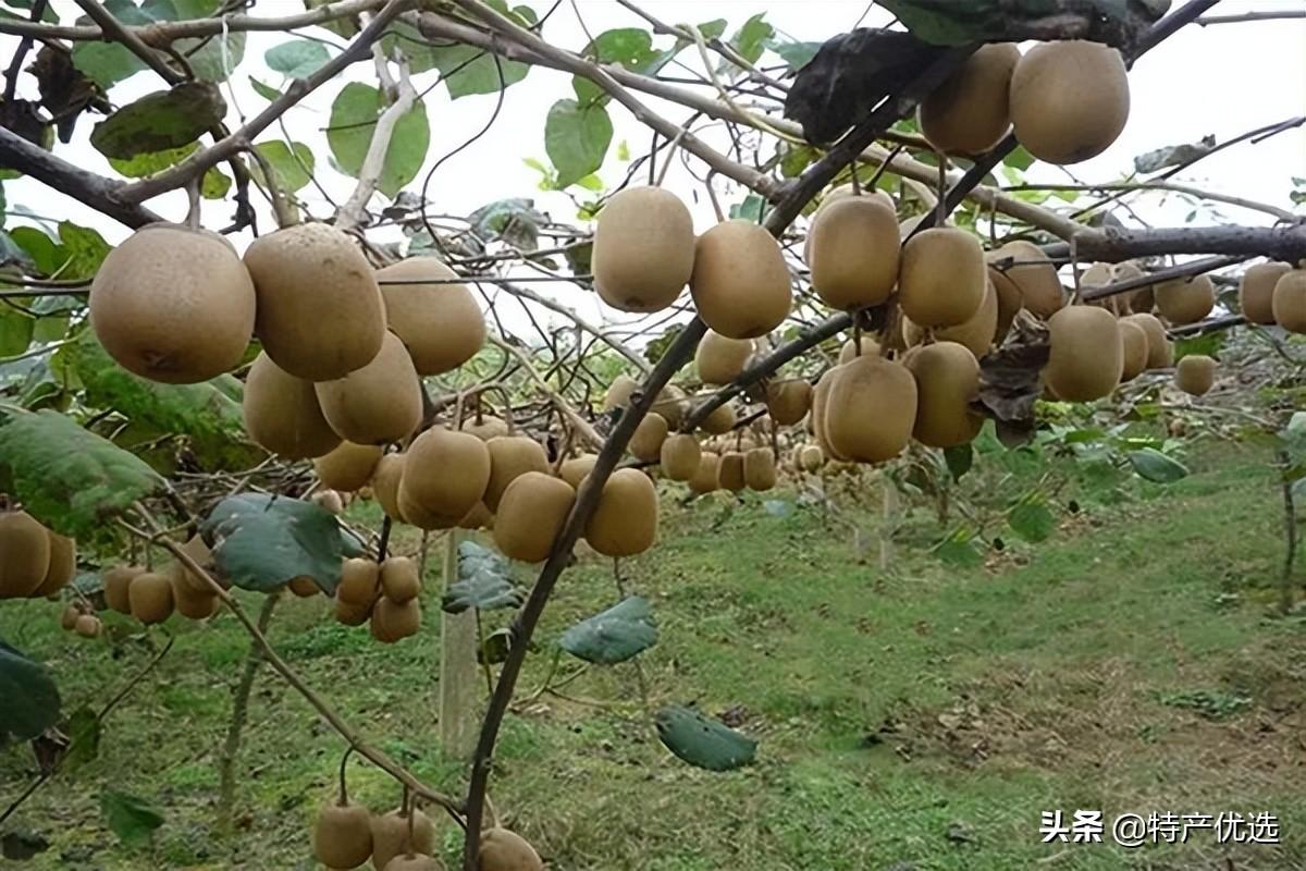 分界线汽车品牌，一场关于品质与创新的较量