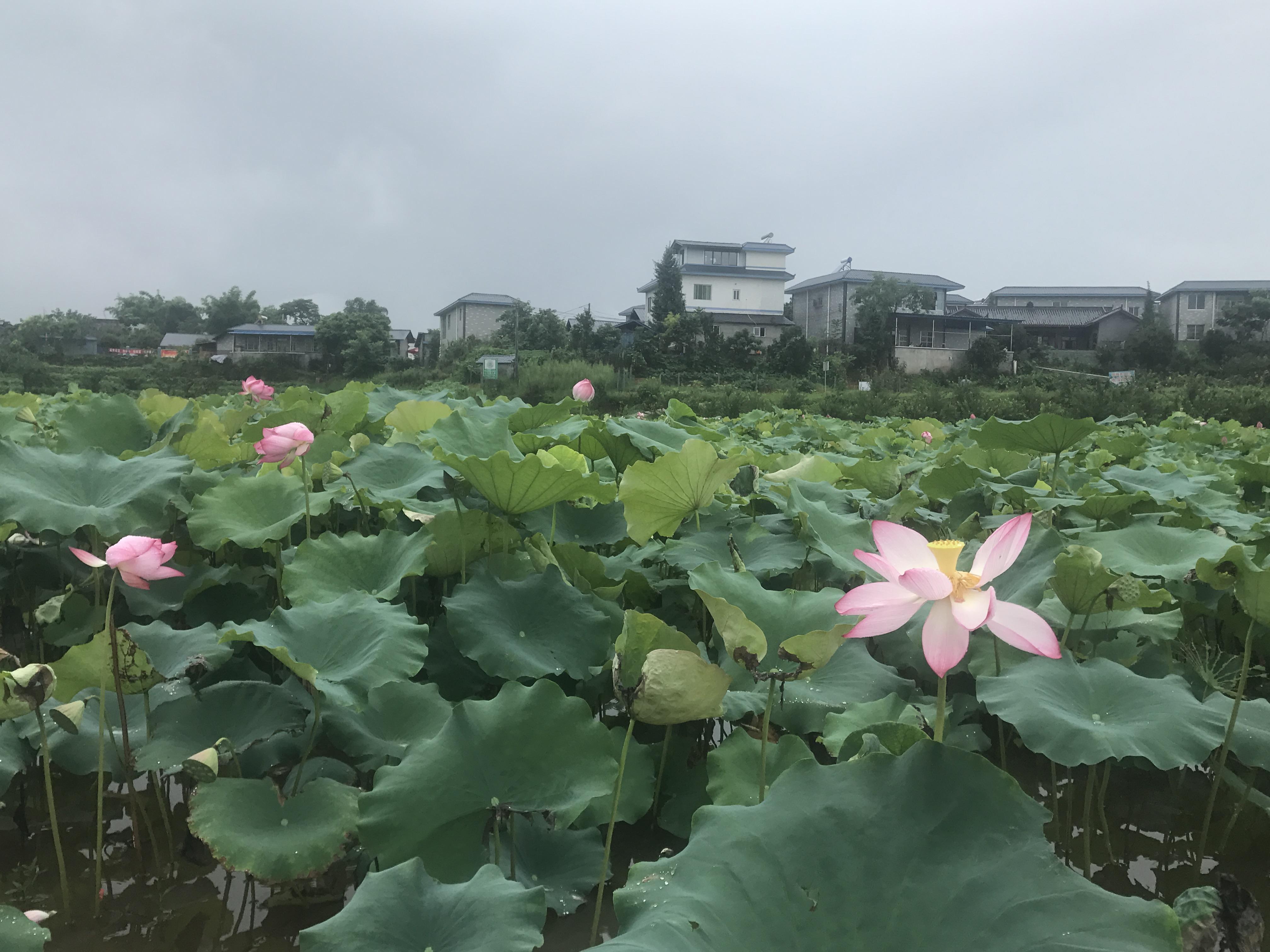 犍为力通汽车品牌，打造卓越品质，引领行业未来