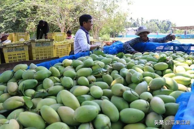 金边汽车品牌销量探析，市场表现与竞争格局