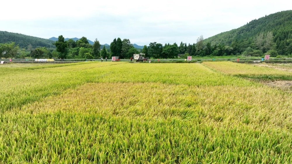 农用最实用汽车品牌，为您的农田助力，助您丰收