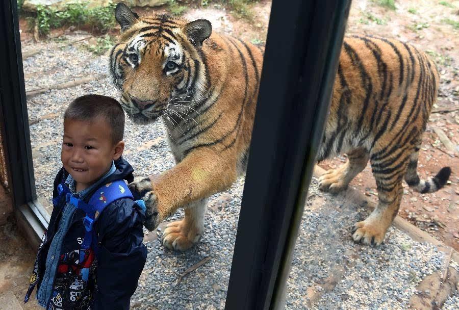 震撼世界！迪拜红毛猩猩汽车品牌的诞生——探索阿拉伯半岛的神秘力量与创新精神