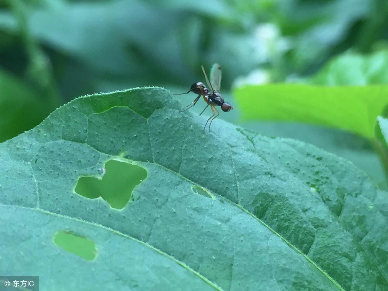 翅膀上翘的汽车品牌