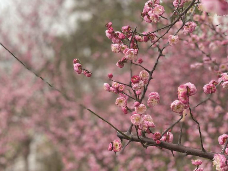 梅花盛开，汽车品牌竞相绽放——探寻与梅花对应的汽车品牌之谜