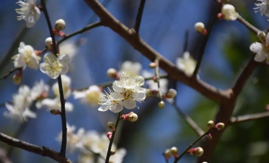 梅花盛开，汽车品牌竞相绽放——探寻与梅花对应的汽车品牌之谜