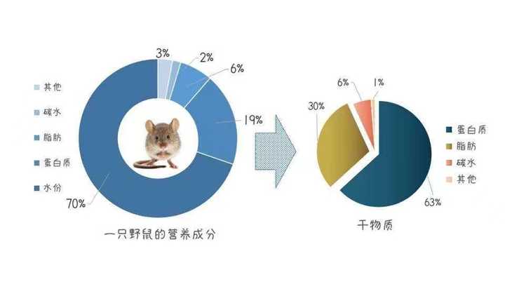 汽车品牌与猫粮，一场看似毫不相关的比较