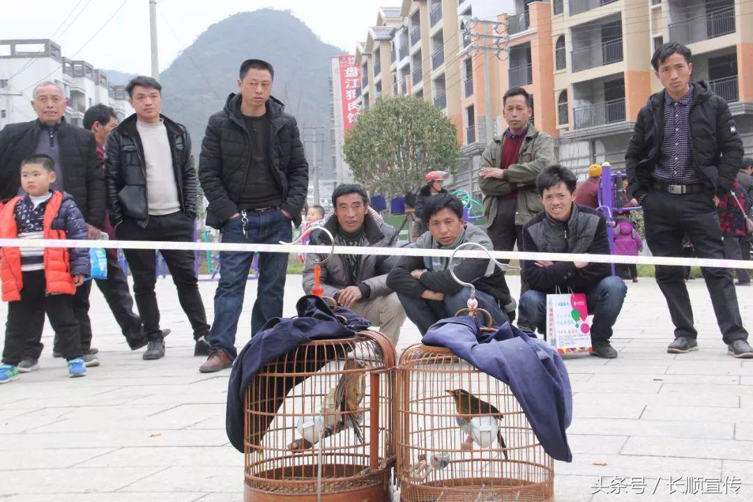 汽车品牌猜车视频，一场知识与趣味的竞技